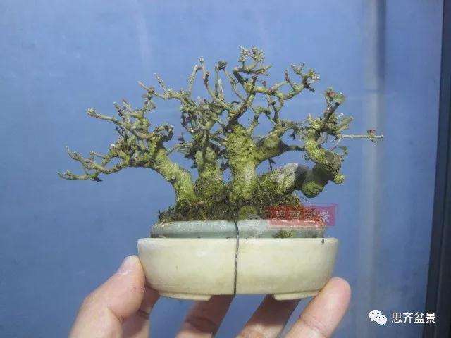 图解 怎么制作水蜡连根丛林盆景的过程