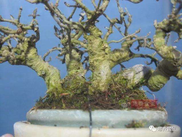 图解 怎么制作水蜡连根丛林盆景的过程