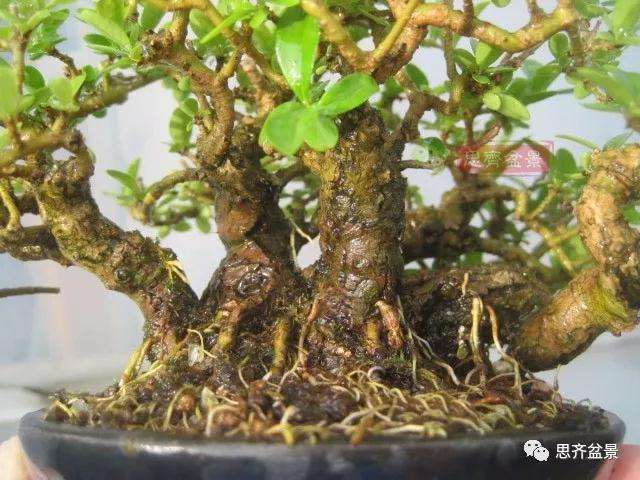 图解 怎么制作水蜡连根丛林盆景的过程