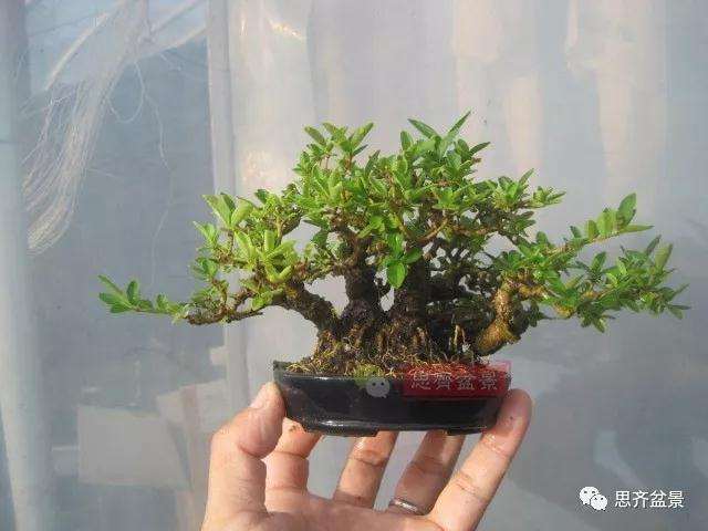 图解 怎么制作水蜡连根丛林盆景的过程