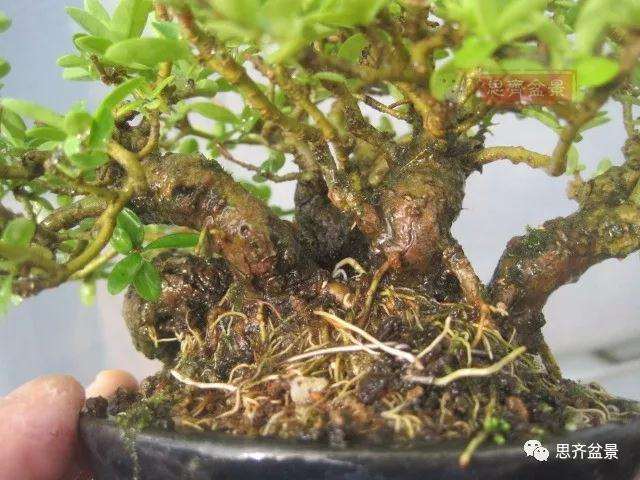 图解 怎么制作水蜡连根丛林盆景的过程