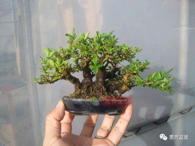 图解 怎么制作水蜡连根丛林盆景的过程