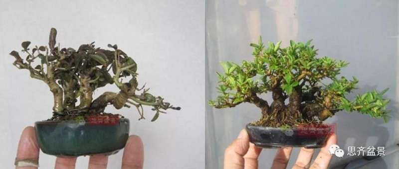 图解 怎么制作水蜡连根丛林盆景的过程