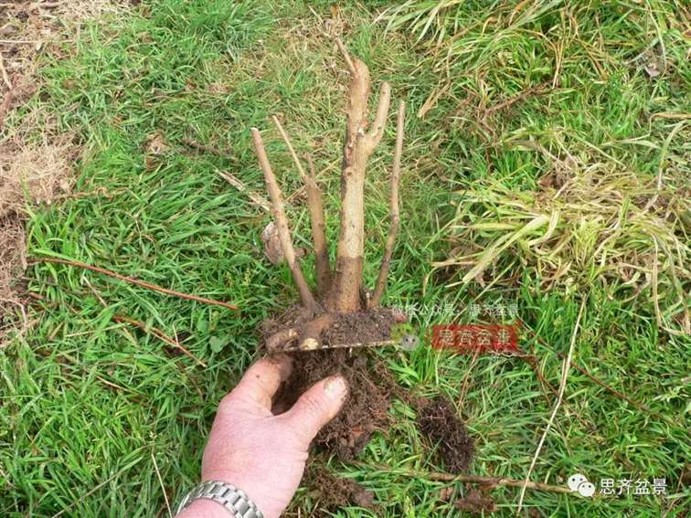 图解 怎么地栽多干三角枫下山桩的方法