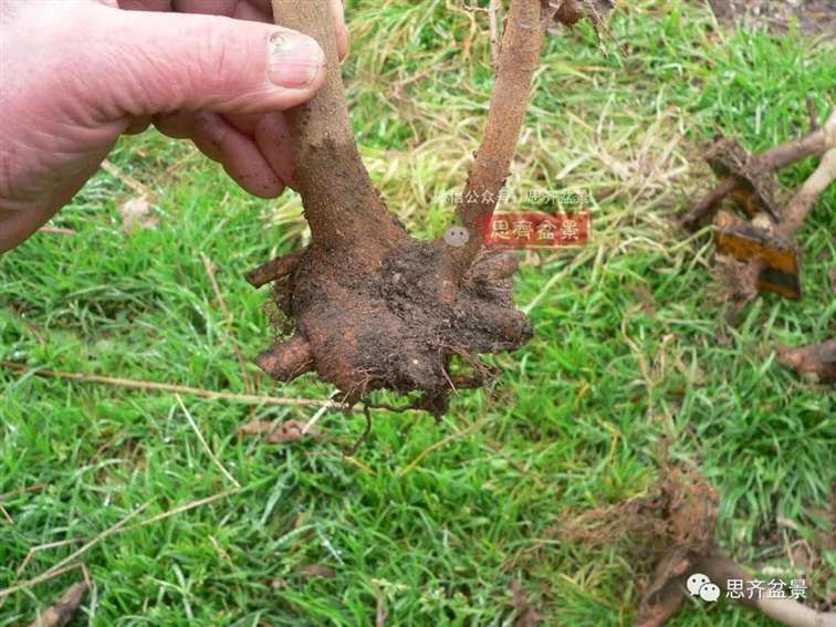 图解 怎么地栽多干三角枫下山桩的方法