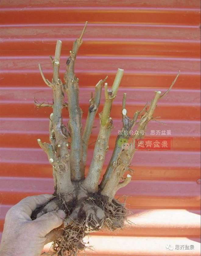 图解 怎么地栽多干三角枫下山桩的方法