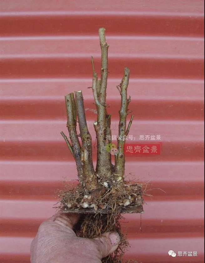 图解 怎么地栽多干三角枫下山桩的方法