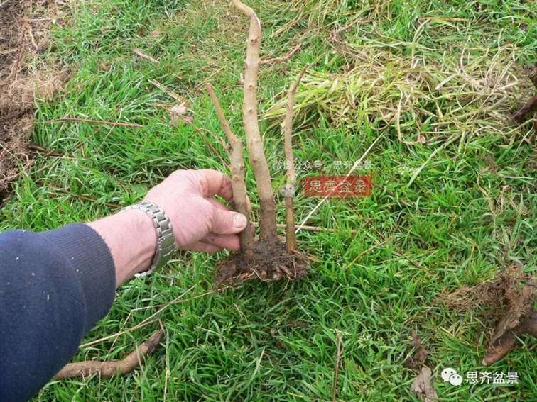 图解 怎么地栽多干三角枫下山桩的方法