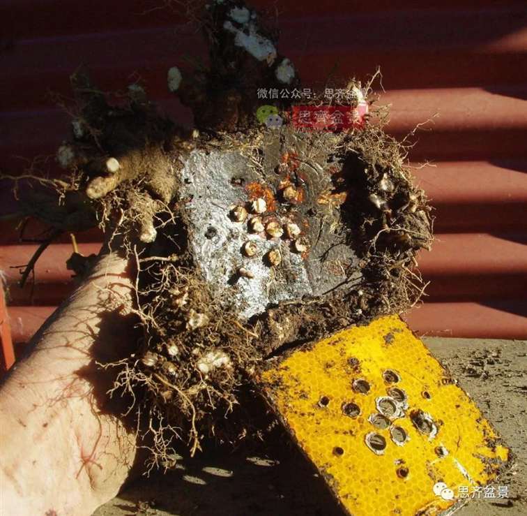 图解 怎么地栽多干三角枫下山桩的方法