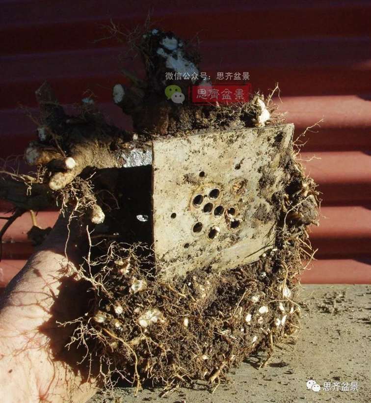 图解 怎么地栽多干三角枫下山桩的方法