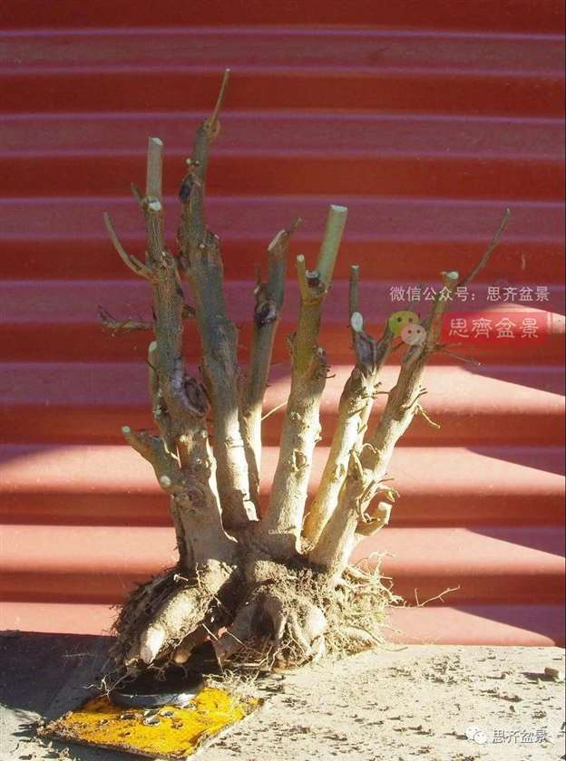 图解 怎么地栽多干三角枫下山桩的方法