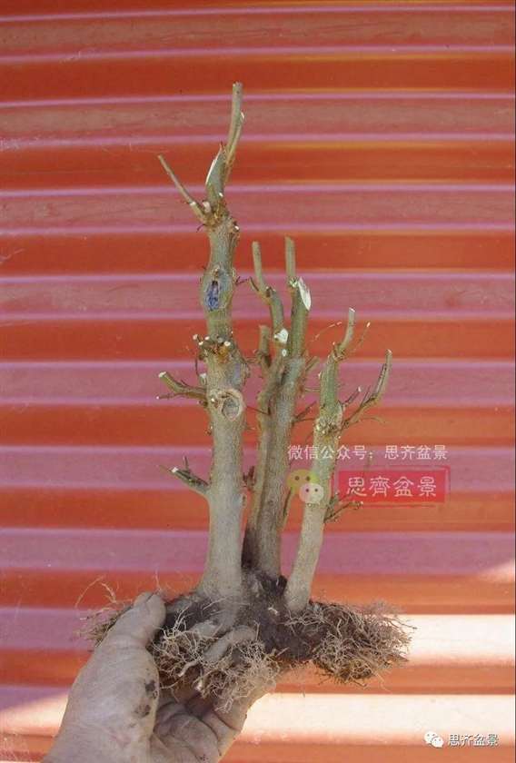 图解 怎么地栽多干三角枫下山桩的方法