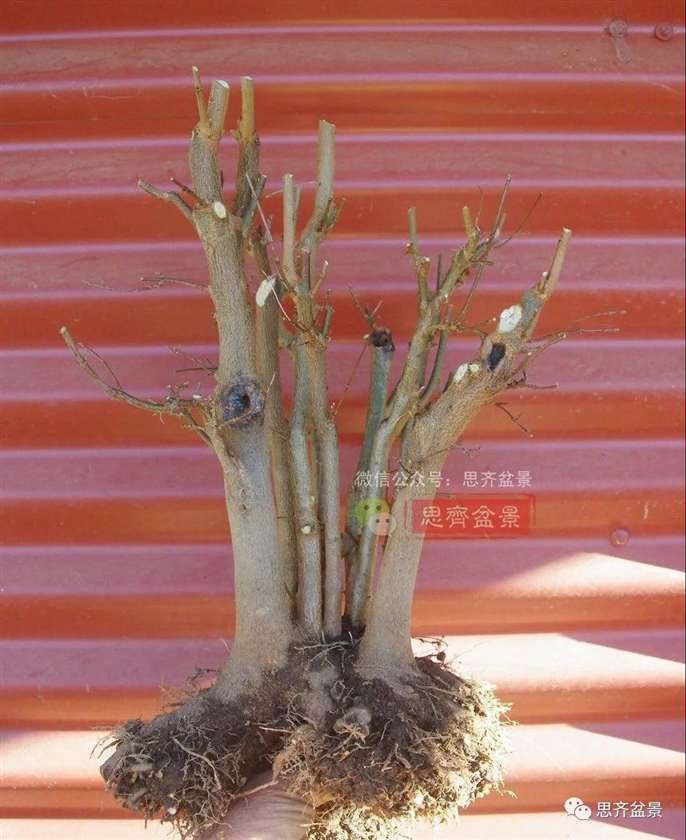 图解 怎么地栽多干三角枫下山桩的方法