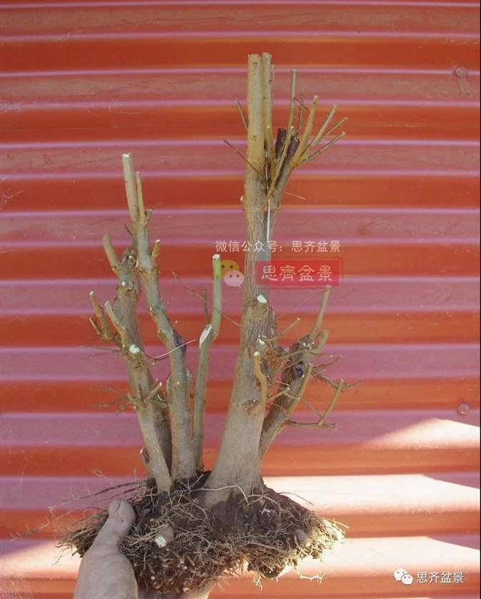 图解 怎么地栽多干三角枫下山桩的方法