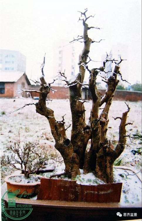 为什么丛林盆景 还是上盆养桩好