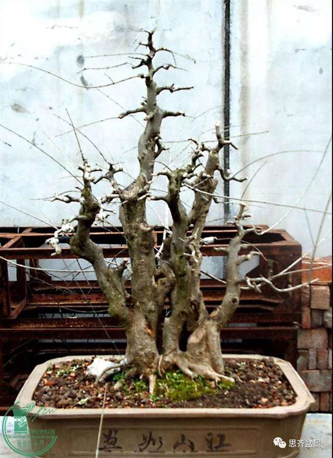 为什么丛林盆景 还是上盆养桩好