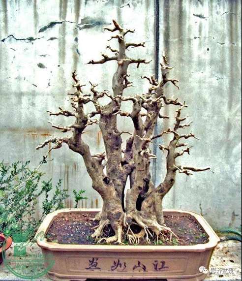 图解 为什么丛林盆景 还是上盆养桩好