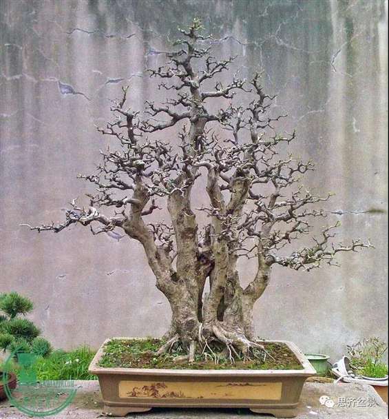 图解 为什么丛林盆景 还是上盆养桩好