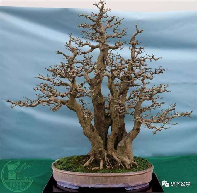 图解 为什么丛林盆景 还是上盆养桩好