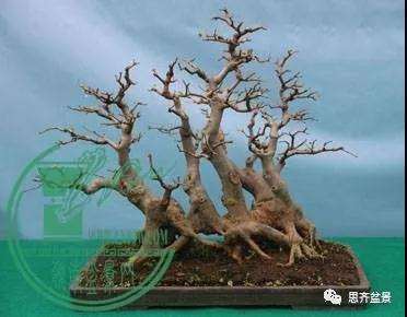 图解 为什么丛林盆景 还是上盆养桩好