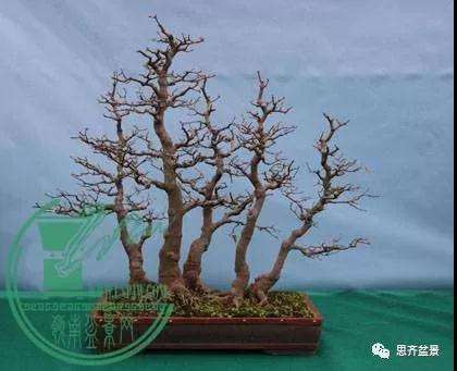 图解 为什么丛林盆景 还是上盆养桩好