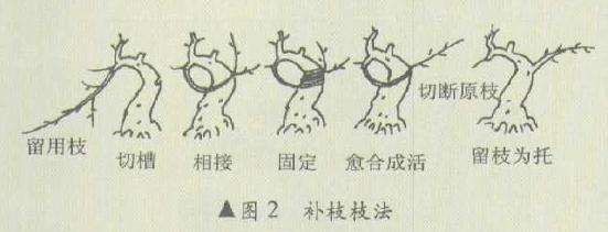 图解 盆景怎么堆塑隆千法