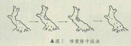 图解 盆景怎么堆塑隆千法