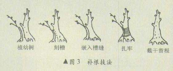 图解 盆景怎么堆塑隆千法