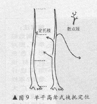 图解 单干高耸式树木盆最怎么造型的方法