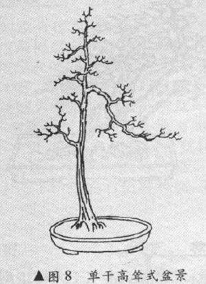 图解 单干高耸式树木盆最怎么造型的方法