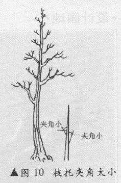 图解 单干高耸式树木盆最怎么造型的方法