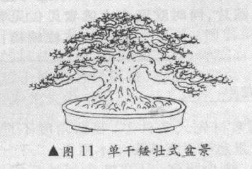 单干矮壮式盆景怎么造型的