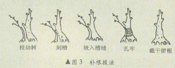 单干矮壮式盆景怎么造型的