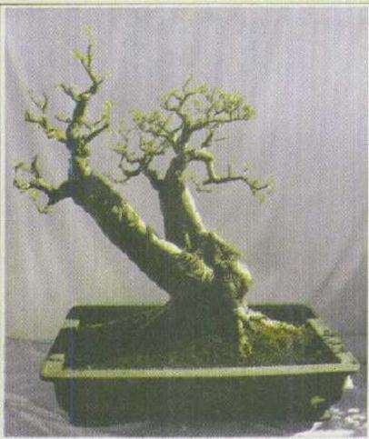 小型双干盆景怎么设计的方法