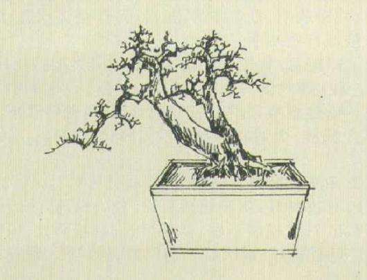 小型双干盆景怎么设计的方法