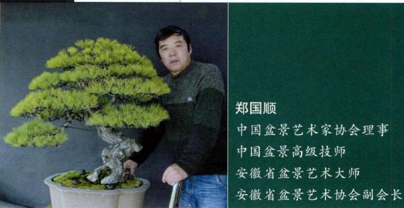 盆景干布局结构松散