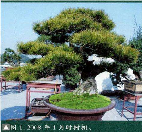20O8年1月时盆景树相