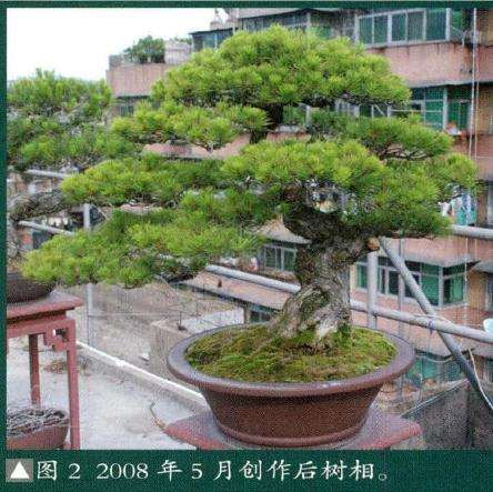 盆景创作后树相