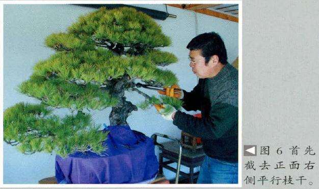 首先截去正面右侧平行枝干