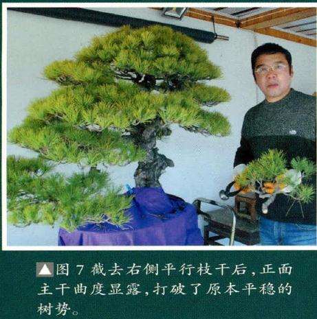 图解 赤松盆景怎么枝干布局的方法