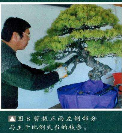 盆景剪裁正面左侧部分