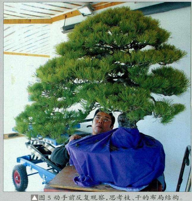 盆景干的布局结构