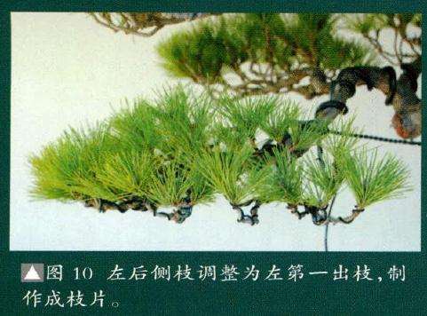 盆景制作成枝片