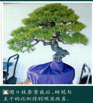 盆景枝条剪裁后