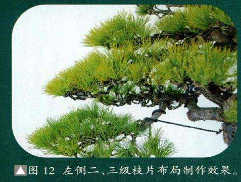 盆景枝片布局制作效果