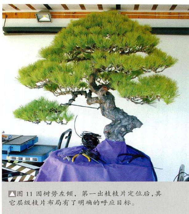 因盆景树势左倾