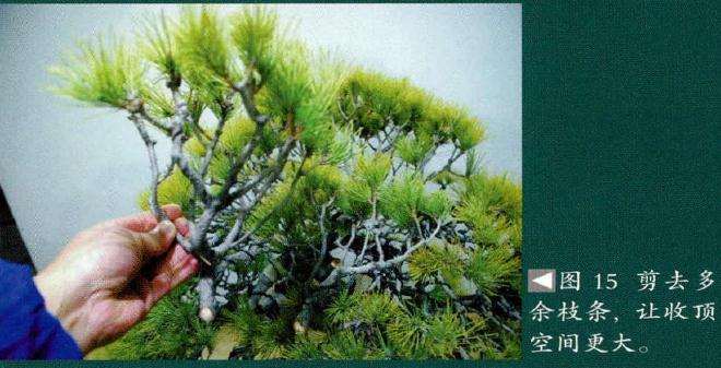 剪去盆景多余枝条