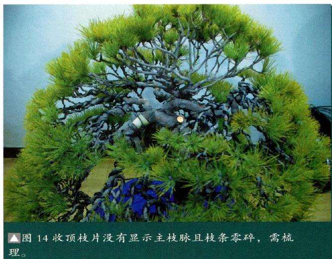 盆景需梳理