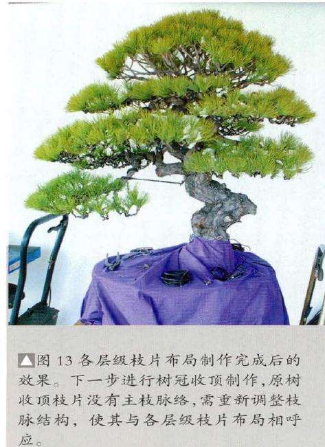 盆景需重新调整枝脉结构