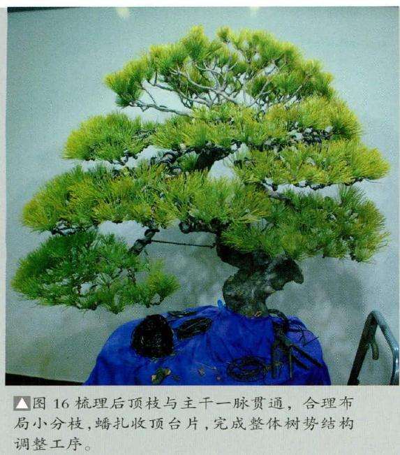 盆景合理布局小分枝